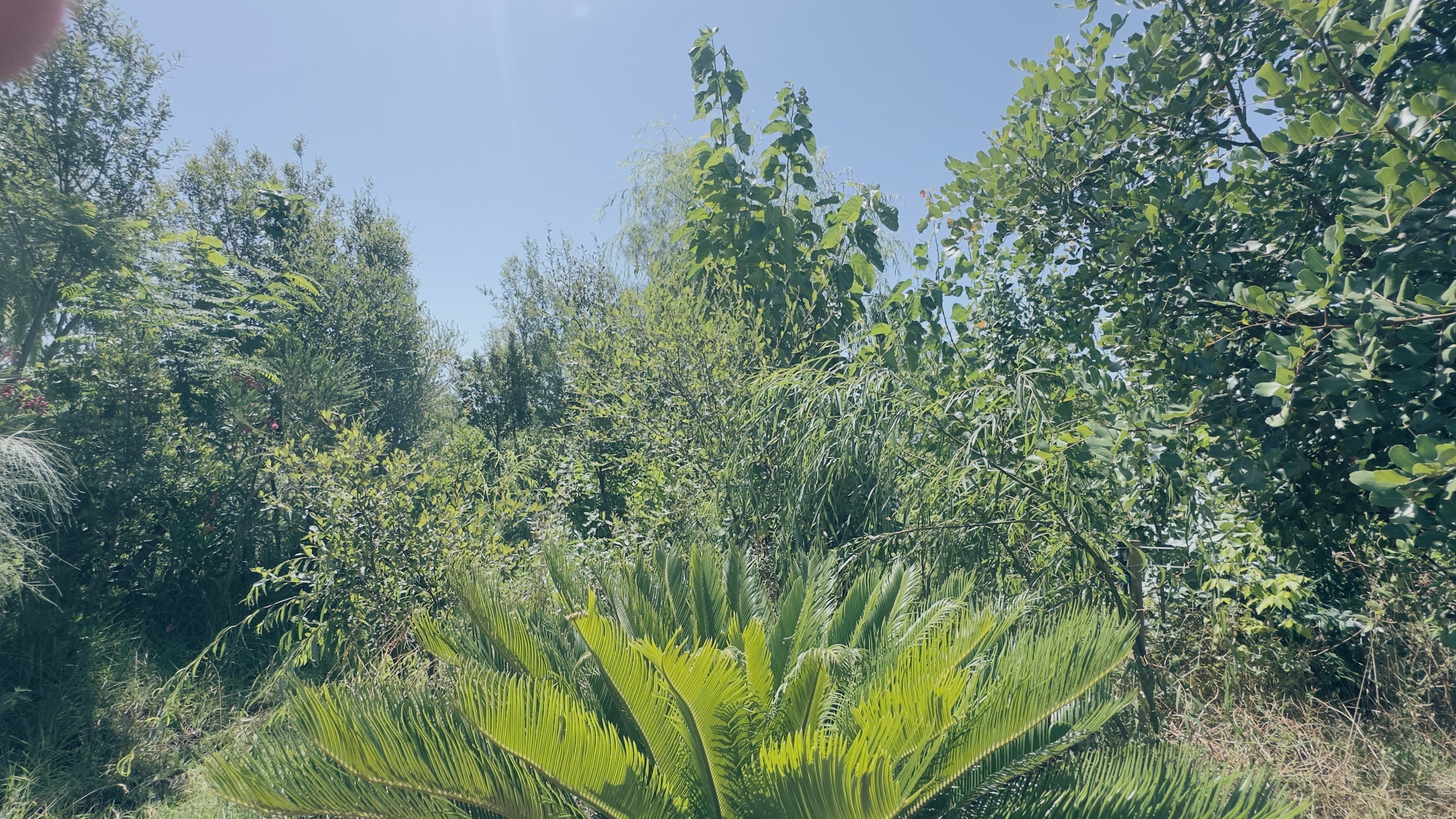 Landscape with trees at Sulitânia’s previous site in the Algarve